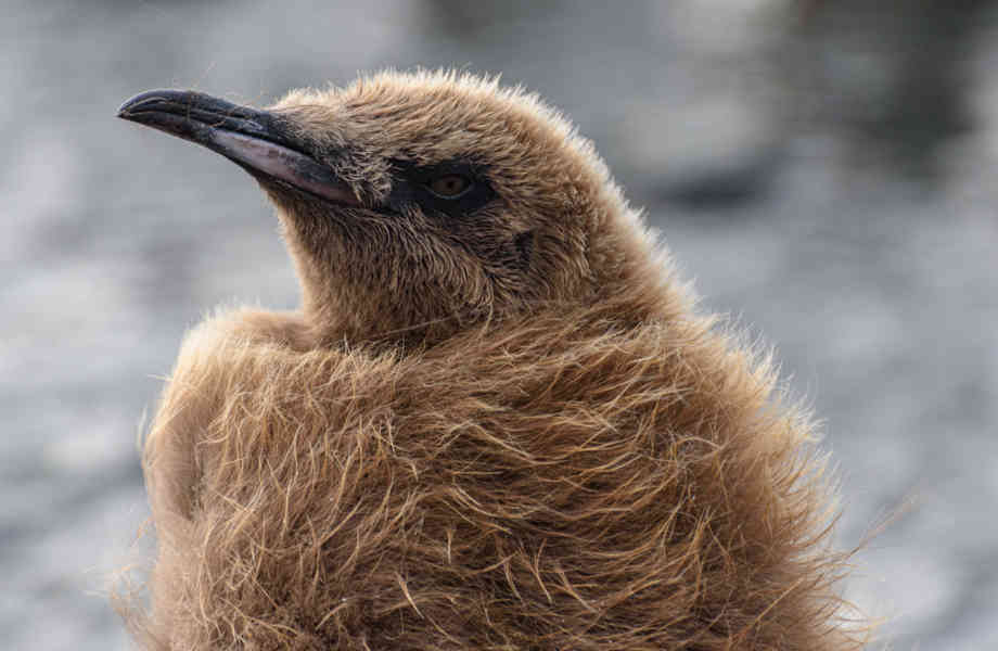 Pingüino Rey - islas Georgias del Sur 050.jpg